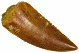 Serrated, Raptor Premaxillary Tooth - Real Dinosaur Tooth #360982-1